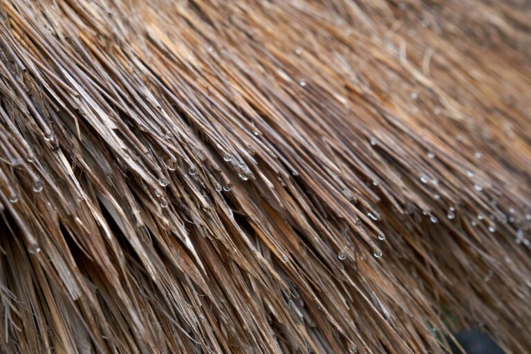 A Deep Dive into Sandalwood and Vetiver