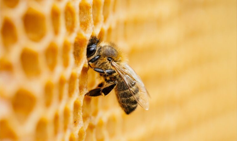 bees wax